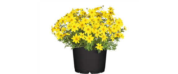 URLAUB AUF DEM BALKON! 