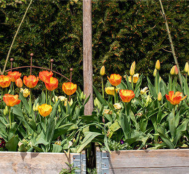 Den Frühlingszauber pflanzen Den Frühlingszauber pflanzen