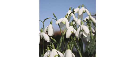 FRüHLING BEGINNT IM HERBST!