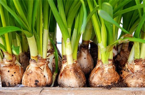 Sämereien & Blumenzwiebeln Sämereien & Blumenzwiebeln