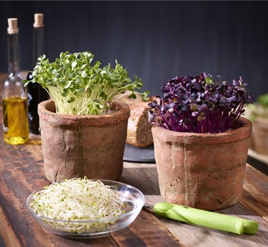 Es keimt! Es sprosst! Es keimt! Es sprosst!