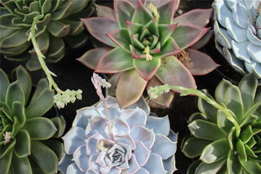 Zimmerpflanzen Zimmerpflanzen