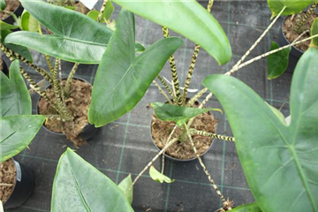 Alocasia Zebrina