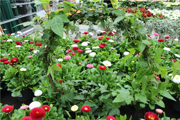 Gefüllte Gänseblümchen