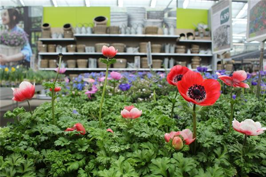 Beet- und Balkonpflanzen Beet- und Balkonpflanzen