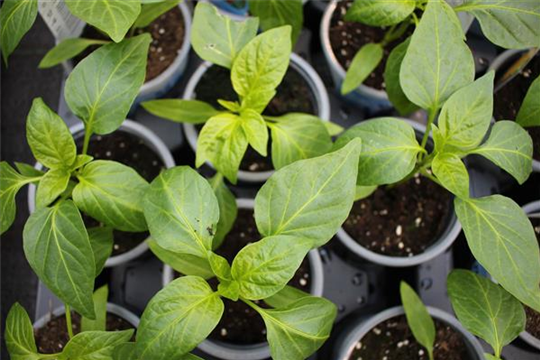 Kräuter- und Gemüsegarten Kräuter- und Gemüsegarten