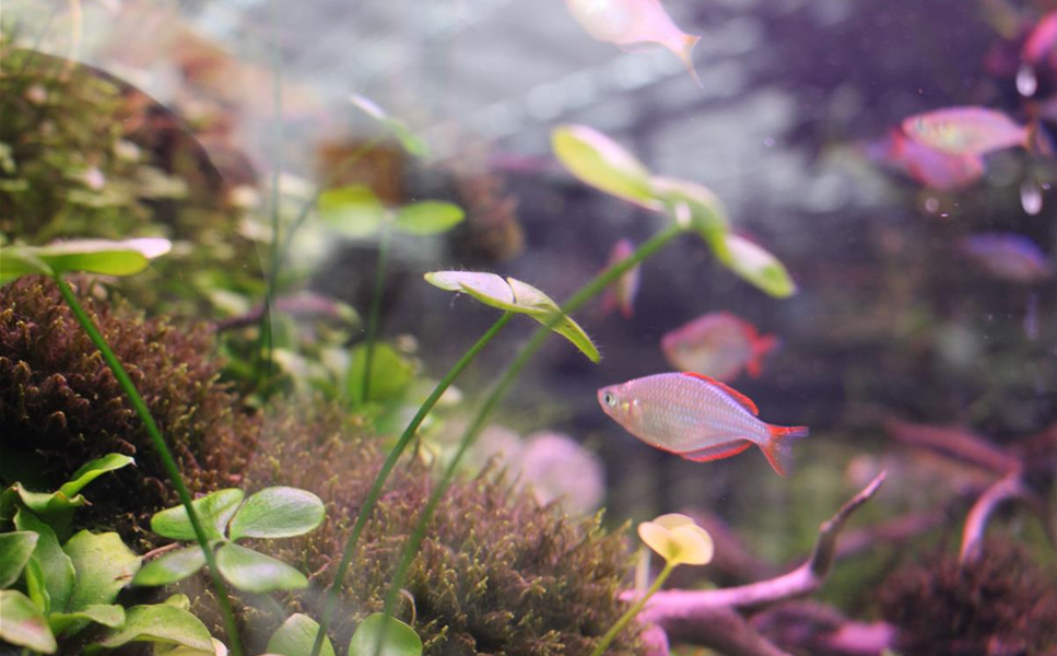 Für Liebhaber der Wasserbewohner - Aquaristik Für Liebhaber der Wasserbewohner - Aquaristik