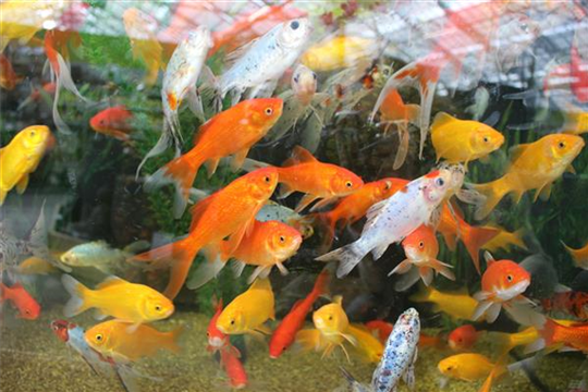 Teichfische Teichfische