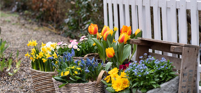 Blumenzwiebeln - Frühjahrsblüher Blumenzwiebeln - Frühjahrsblüher