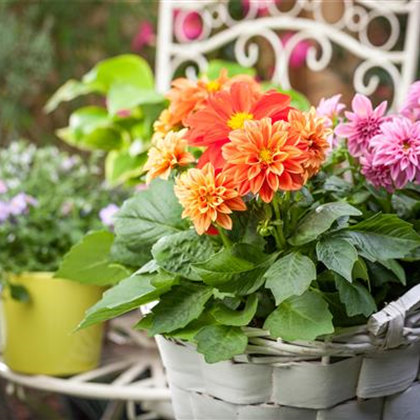 Sommerblüher Blumenzwiebeln