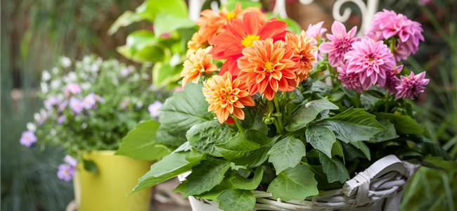 Blumenzwiebeln - Sommerblüher Blumenzwiebeln - Sommerblüher