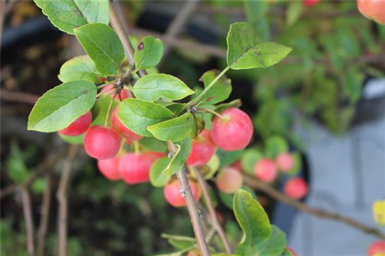 Baumschule & Stauden Baumschule & Stauden