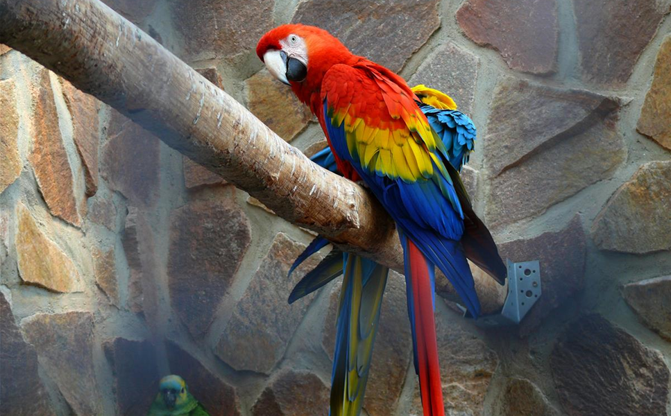 Alles für - Hausvögel Alles für - Hausvögel