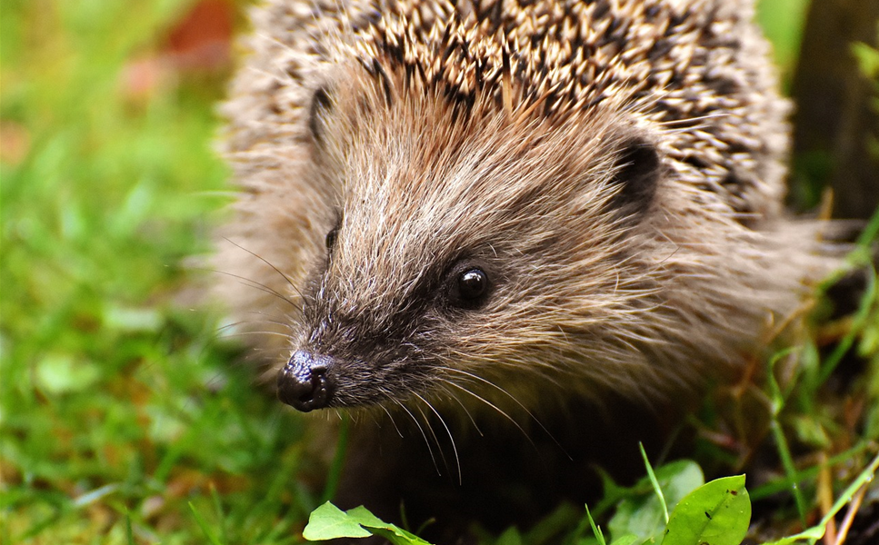 Alles für - Wildtiere im Garten Alles für - Wildtiere im Garten