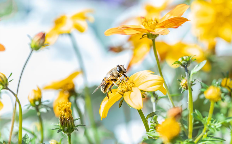 Alles für - Insekten Alles für - Insekten