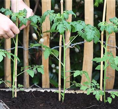 Cherrytomaten - Einpflanzen im Hochbeet Cherrytomaten - Einpflanzen im Hochbeet