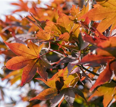 WIE GEHT...AHORN? WIE GEHT...AHORN?