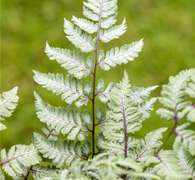 PFLANZEN IM BADEZIMMER! PFLANZEN IM BADEZIMMER!