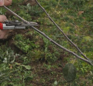 Apfelbaum - Pflanzschnitt Apfelbaum - Pflanzschnitt