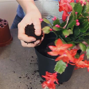 WEIHNACHTSKAKTUS - EINPFLANZEN IN EIN GEFÄß