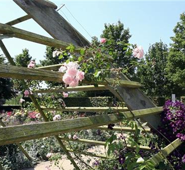 Gartengestaltung - Rosengarten Gartengestaltung - Rosengarten