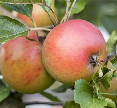 WIE GEHT... OBSTGEHöLZE PFLANZEN? WIE GEHT... OBSTGEHöLZE PFLANZEN?