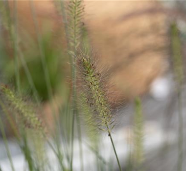 WIE GEHT...GRäSER PFLANZEN?