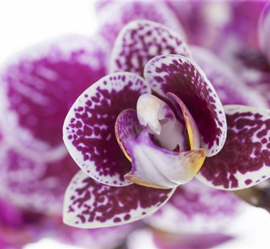 ORCHIDEEN FüR ANFäNGER UND PROFIS ORCHIDEEN FüR ANFäNGER UND PROFIS