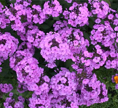 PHLOX PHLOX