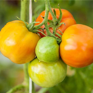 WIE GEHT... OMA'S SUPERFOOD?