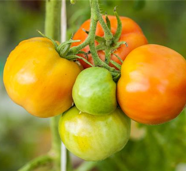 WIE GEHT... OMA'S SUPERFOOD? WIE GEHT... OMA'S SUPERFOOD?