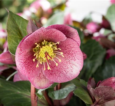 STAUDENPFLANZUNG LEICHT GEMACHT STAUDENPFLANZUNG LEICHT GEMACHT