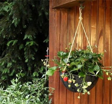 Erdbeeren - Ampel Bepflanzen Erdbeeren - Ampel Bepflanzen