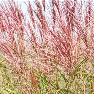 GRäSER - VIELSEITIG UND SCHöN