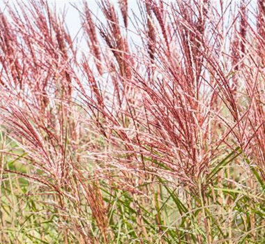 GRäSER - VIELSEITIG UND SCHöN