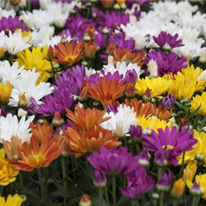 CHRYSANTHEMEN IN FARBEN UND FORMEN