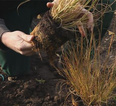 Gräser - Einpflanzen im Garten