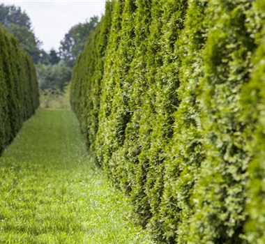 AUSGEHECKT! AUSGEHECKT!