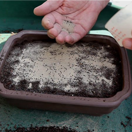 Basilikum - Aussäen von Samen