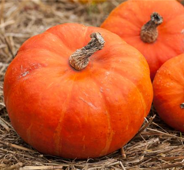 WIE GEHT...ERNTEDANK? WIE GEHT...ERNTEDANK?