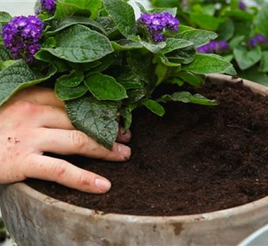 Vanilleblume - Einpflanzen in ein Gefäß Vanilleblume - Einpflanzen in ein Gefäß