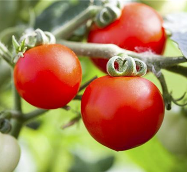 ROTES GEMüSE IST BESONDERS GESUND! ROTES GEMüSE IST BESONDERS GESUND!