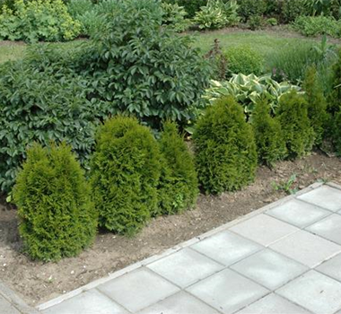 TOP 5 HECKENPFLANZEN im portrait TOP 5 HECKENPFLANZEN im portrait