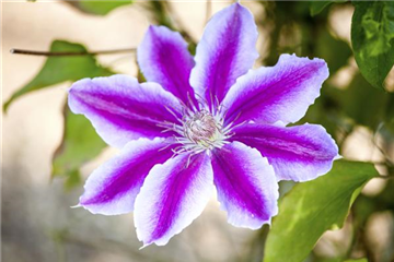 Clematis