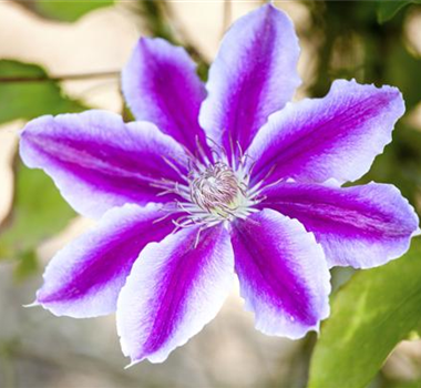 CLEMATIS!