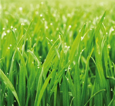 GRüNER TEPPICH! GRüNER TEPPICH!