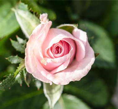 DER DUFT VON ROSEN! DER DUFT VON ROSEN!