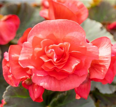 EINE BLUME SAGT MEHR ALS 1000 WORTE EINE BLUME SAGT MEHR ALS 1000 WORTE