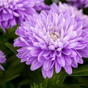 DIE STARS IM HERBST!