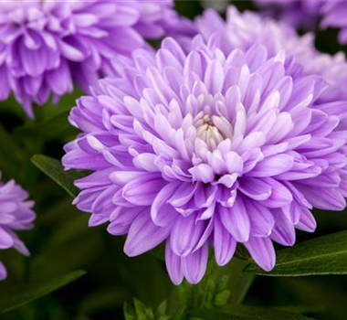 DIE STARS IM HERBST! DIE STARS IM HERBST!